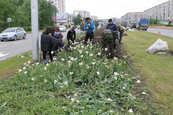 В среднем один день с тюльпанами обошелся Сургуту в 250 тысяч рублей // ФОТО