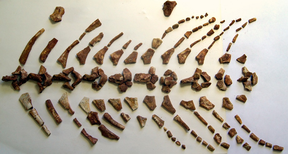 В Самарской области нашли останки лабиринтодонта
