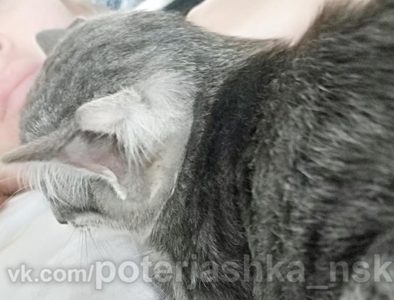 ​В столице Сибири нашли котенка с четырьмя ушами // ФОТО