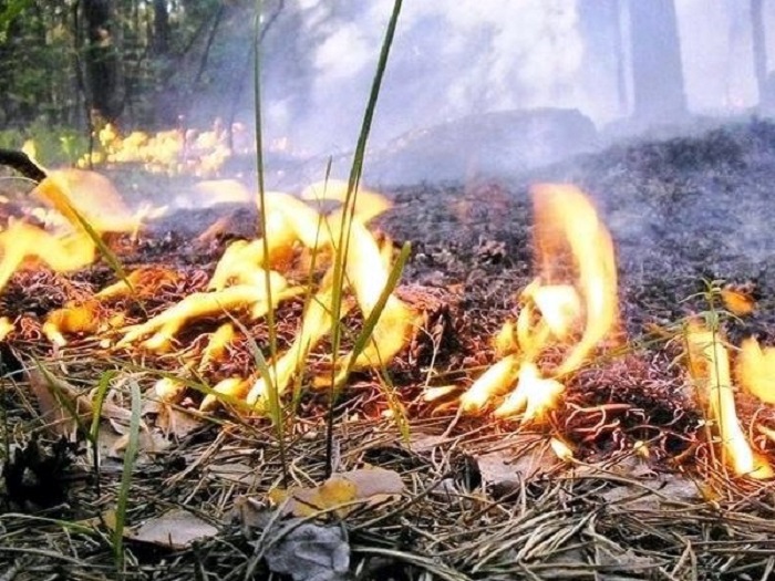 Более 120 пожарных тушили лес вблизи Тольятти