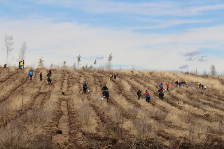 9000 сеянцев сосны высадят на месте сгоревшего леса в Тольятти