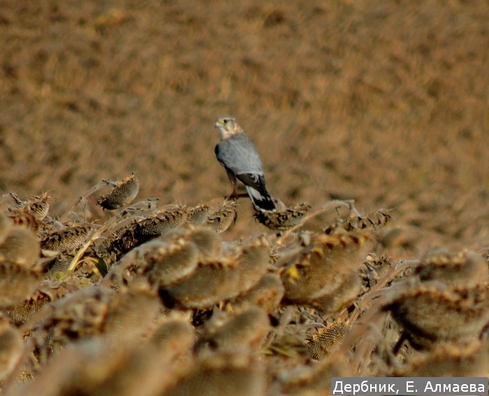 В «Жигулевском заповеднике» сфотографировали птицу, сведения о которой не поступали более 50 лет