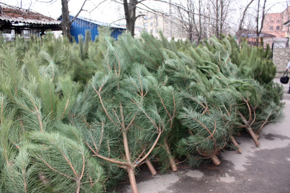 Лишат свободы за 2 дерева: В лесах Самарской области будут ловить заготовщиков новогодних елок